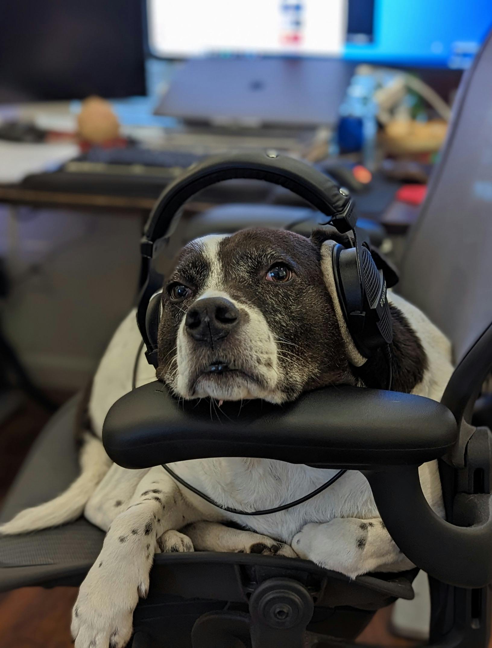 An extremely bored looking dog sitting on an office chair with headphones on and her chin resting on the arm rest.