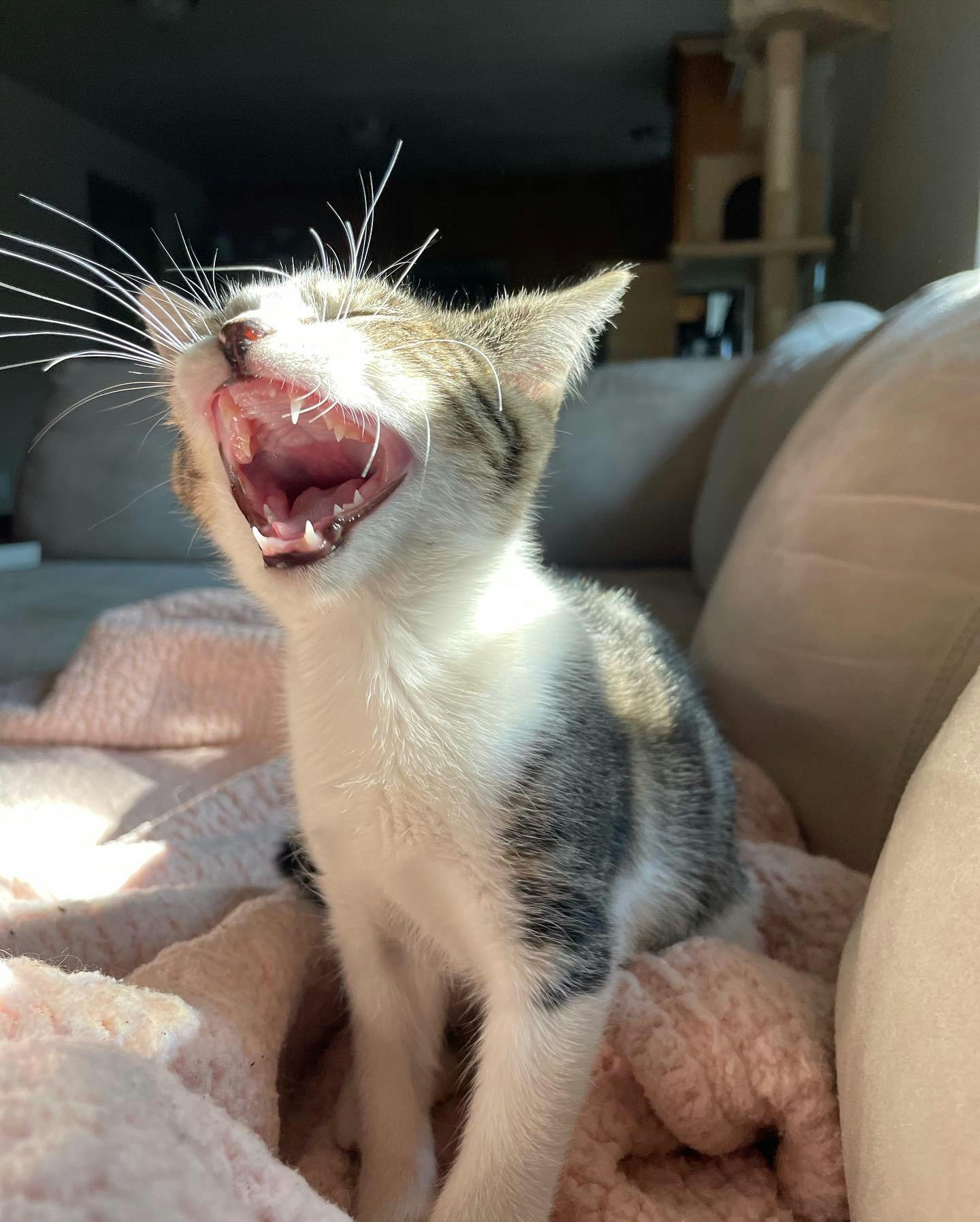 A young kitten yawns in a patch of sunlight.