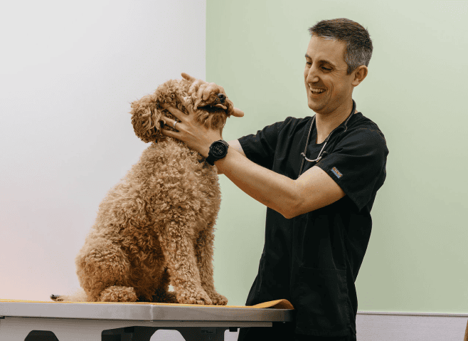 vet and dog