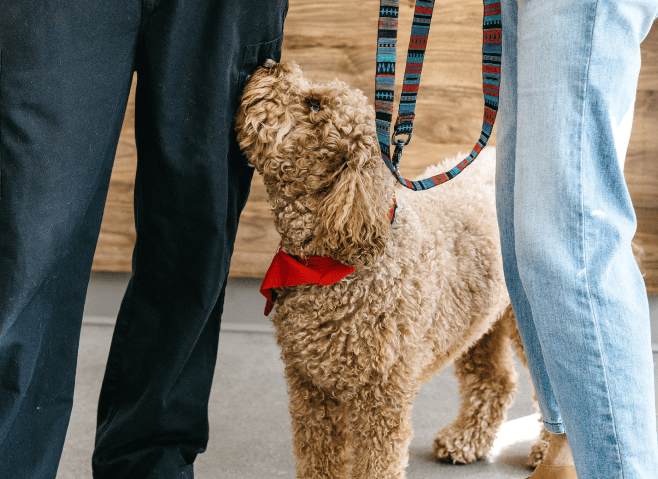 golden doodle